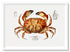 Vintage Wall Art - Dungeness Crab Scientific Illustration